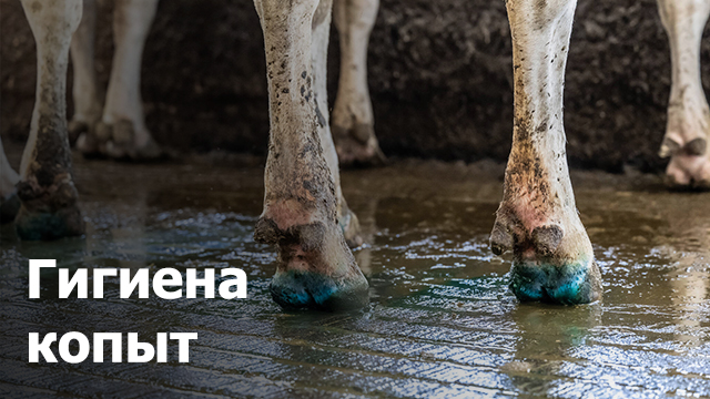 Гигиена копыт