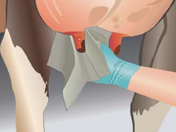 Протирание сосков