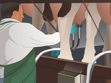 Подсоединение доильного аппарата